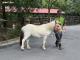 保育員會不定期帶兒童動物區的迷你馬和家驢到園區散步