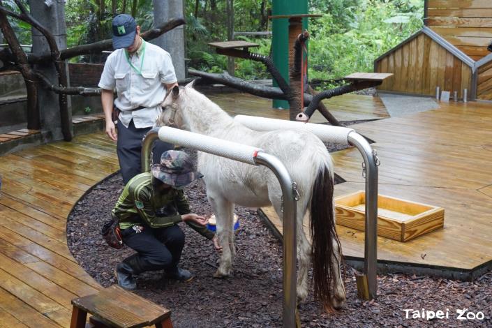 每週日上午1100的動物行為學院也可以看到保育員帶著迷你馬現身