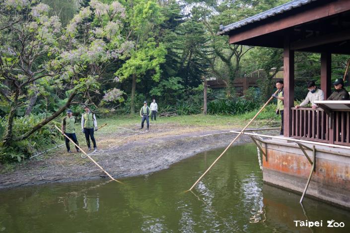 今天動物園同仁為了要幫馬來長吻鱷酷龍搬家，順便為牠做例行的檢查，一大早就開始作業
