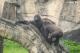 西部低地大猩猩Jabali（4歲4個月）和Ringo（3歲10個月）可以說是臺北市立動物園裡活潑調皮的動物兒童代表