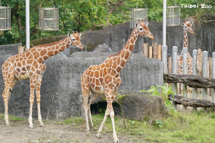 今年臺北市兒童月的城市探索，其中一站解謎區位在臺北市立動物園非洲動物區