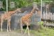 今年臺北市兒童月的城市探索，其中一站解謎區位在臺北市立動物園非洲動物區
