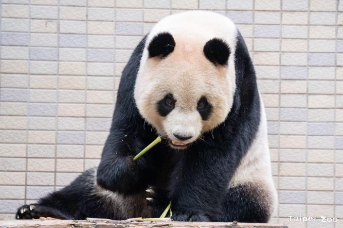 圓仔吃箭筍兩三下就剝好吃光