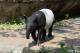 世界貘日World Tapir Day即將到來，歡迎大家來動物園認識馬來貘保育，和9個月大的莉姆路打個招呼