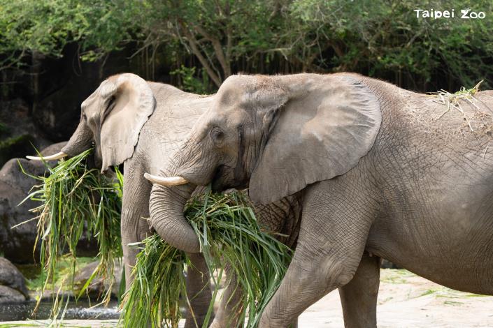 動物園運用有機資材嘉惠園區植栽及種植可食地景，可作為動物多元的食材來源之一。