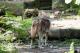 大家現在到溫帶動物區，會看到「沃夫」全身上下掛著小毛團