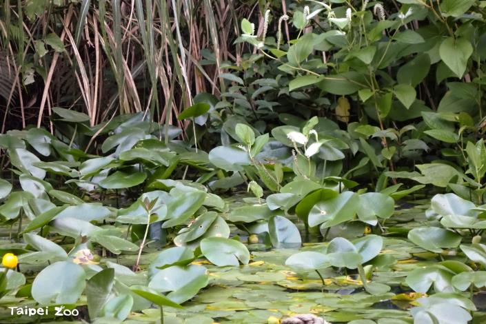 臺北赤蛙生活在草澤、池塘、水田等有茂密水生植物的濕地環境。