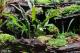 保育員運用沉木、石塊、苔蘚、沉水植物、挺水或附生植物，為赤腹游蛇打造水陸生活環境
