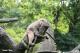再次提醒動物園6月18日起休園至6月27日喔！別撲空啦！