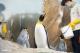不對外開放的這10天當中，動物園的同仁們可以緊鑼密鼓地補強及更新動物們的室內外活動環境，例如，國王企鵝活動場的安全止滑鋪設