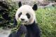 針對大貓熊圓圓的特別照顧，將以高齡動物關節照護開講