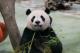 眼睛是靈魂之窗，獸醫師將從眼睛保健來談談大貓熊圓仔