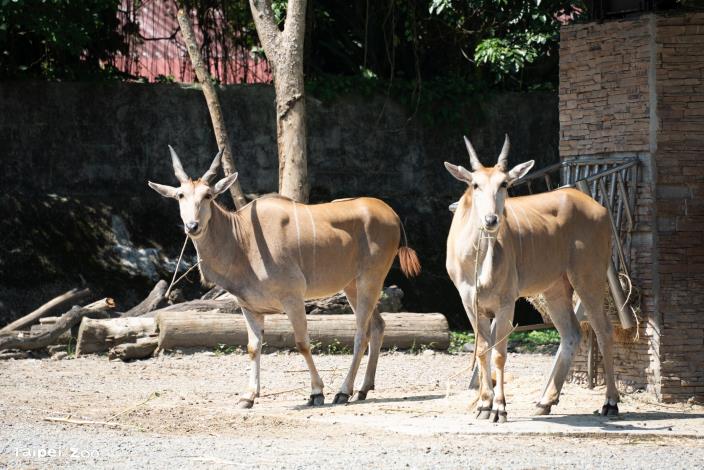 沙漠澳洲動物區開放野餐區域，附近的動物也會在傍晚開飯