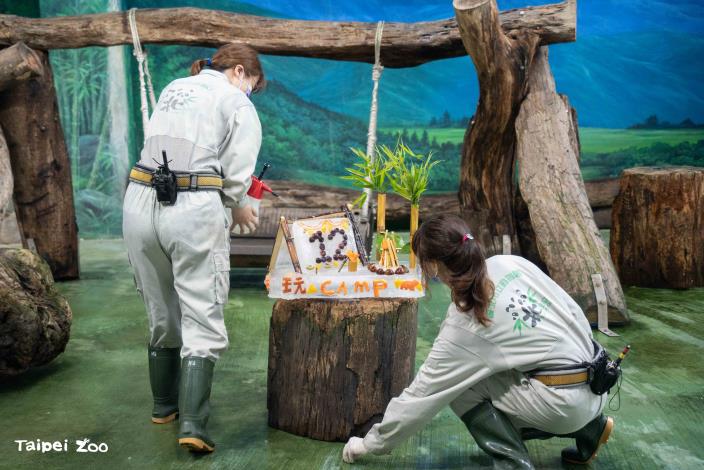 保育員為大貓熊「圓仔」精心準備行為豐富化「冰蛋糕」