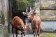 休士頓市與臺北市在動物保育上深度合作，今年休士頓動物園將送來一隻雄性斑哥羚羊到臺北市立動物園。（圖為臺北市立動物園內個體）