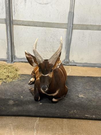 預計從休士頓動物園來臺的雄性斑哥羚羊Harris。（休士頓動物園提供）
