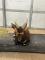 預計從休士頓動物園來臺的雄性斑哥羚羊Harris。（休士頓動物園提供）