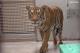來自新加坡動物園的馬來虎Arhaa在7月25日晚上抵達臺北動物園進入檢疫中心
