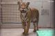 雄性馬來虎Arhaa2020年12月27日出生於新加坡動物園