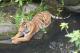 馬來虎除了會下水清涼一下，有時也會有將尾巴泡在水中的行為