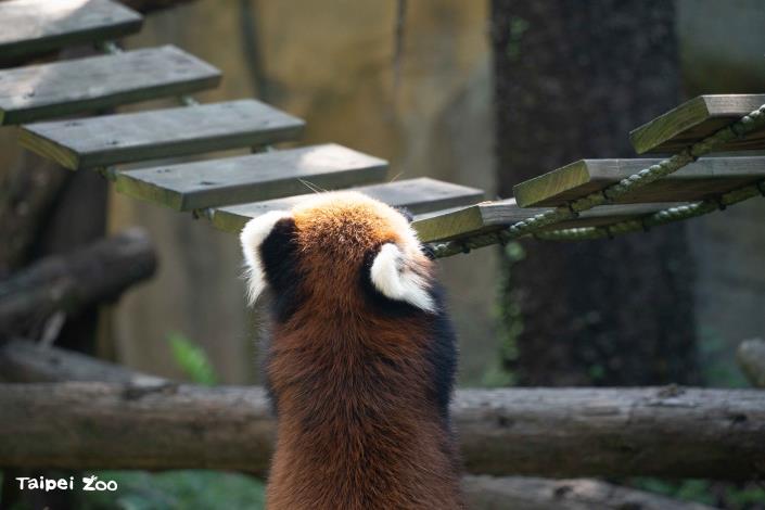 保育員為小貓熊設計吊橋