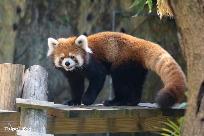 保育員精心設計多層次的棲架