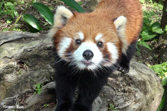 謝謝小貓熊可頌帶給我們的可愛療癒時光