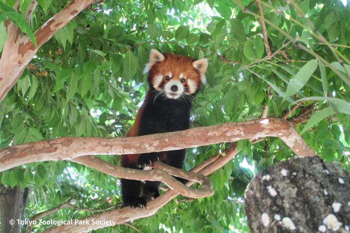 小貓熊可頌在多摩動物園爬樹的模樣（多摩動物公園 提供）