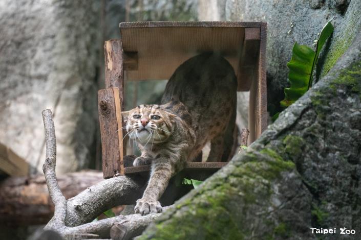 為響應10月5日石虎日（十、五諧音），臺北市立動物園特別在10月4日世界動物日World Animal Day暨國際保育員日International Zookeeper Day舉辦就是i石虎快閃教育活動