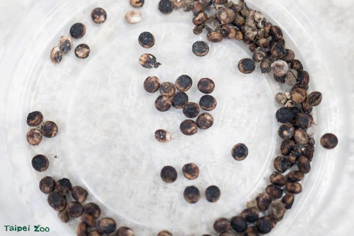 大透目天蠶蛾用卵的形式過冬