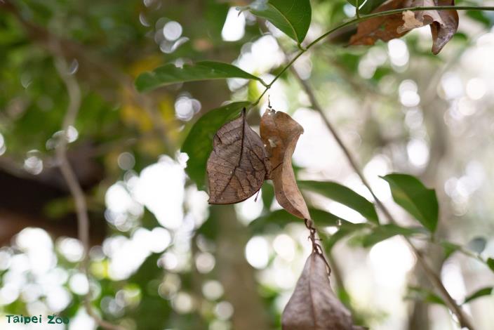枯葉蝶則是以成蝶形態在隱蔽安全的環境度冬