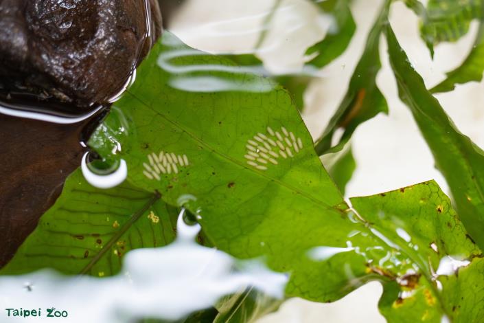 梅氏圓豉甲的卵