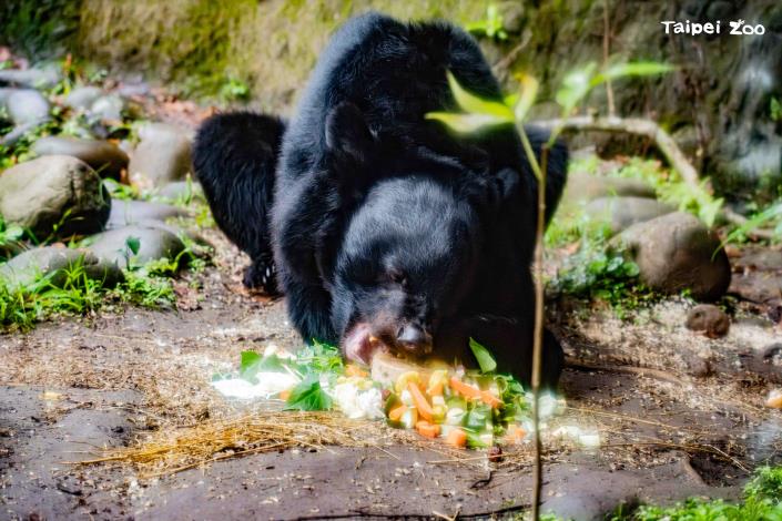 黑熊「黑糖」大口吃著保育員特製料理。