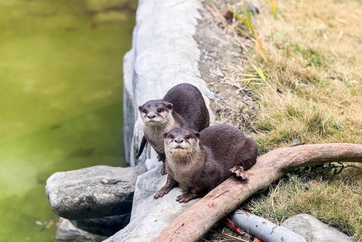 水獺的新家同樣規劃陸域與水域的錯落設計，提供動物環境的選擇。（頑皮世界野生動物園 提供）