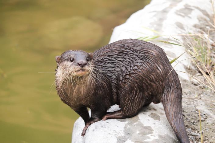 頑皮世界廣闊的戶外空間與充足陽光，能有效幫助水獺在戲水後迅速曬乾皮毛。（頑皮世界野生動物園 提供）
