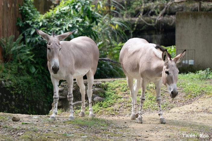 非洲野驢被國際自然保育聯盟 (IUCN) 列為極危 (CR)物種，是臺北市立動物園長期投入國際保育合作計畫的動物。