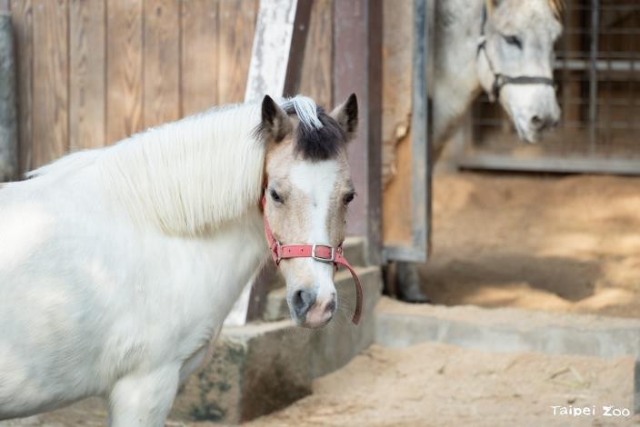 迷你馬和家驢是馴化動物，與人類相伴生活。