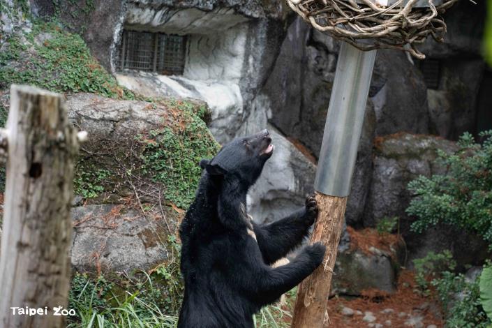 行豐設施主要是利用黑熊敏銳的嗅覺，引導動物在採食過程中運用不同肢體部位與身體肌群。