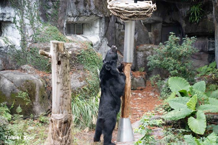 保育員特別構思了新的行為豐富化設施，黑熊晃晃柱，引發黑熊探索互動。