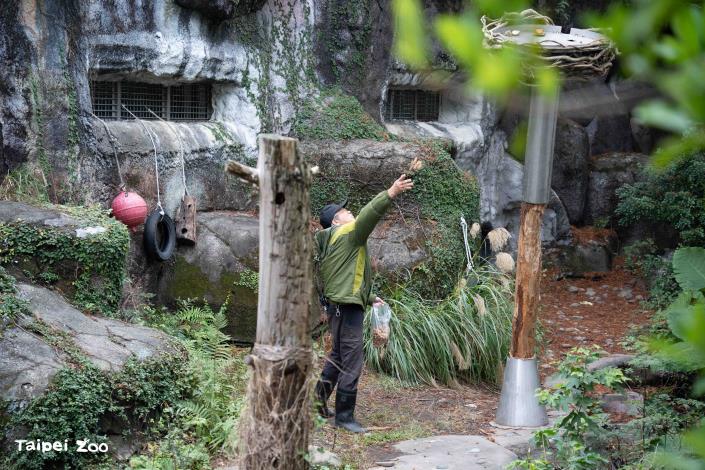 保育員會不定期將蔬果藏在設施上，引發黑熊探索取食的行為。