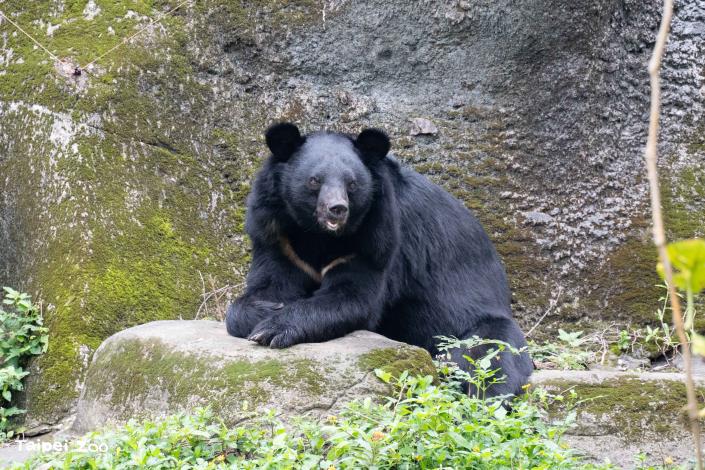 透過行為豐富化設施能讓動物園照養的動物獲得心理和生理的正向刺激，增加表現自然行為的機會。