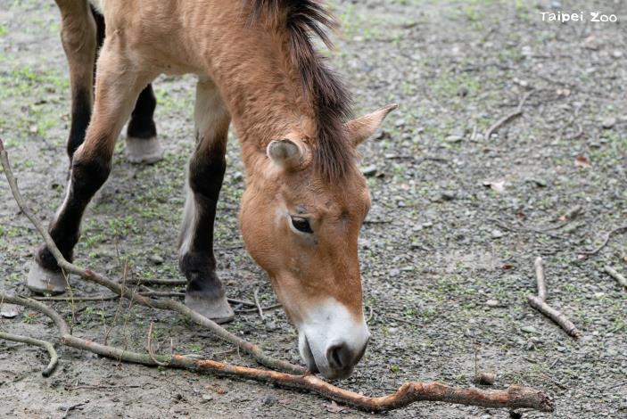 蒙古野馬體格粗壯，有著淺棕色毛身體、深色的足部，以及深棕色的尾巴和短而豎立的鬃毛。