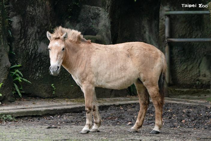 馬年來認識動物園的馬科動物！1、2月週四上午的蒙古野馬保母講古歡迎聆聽！