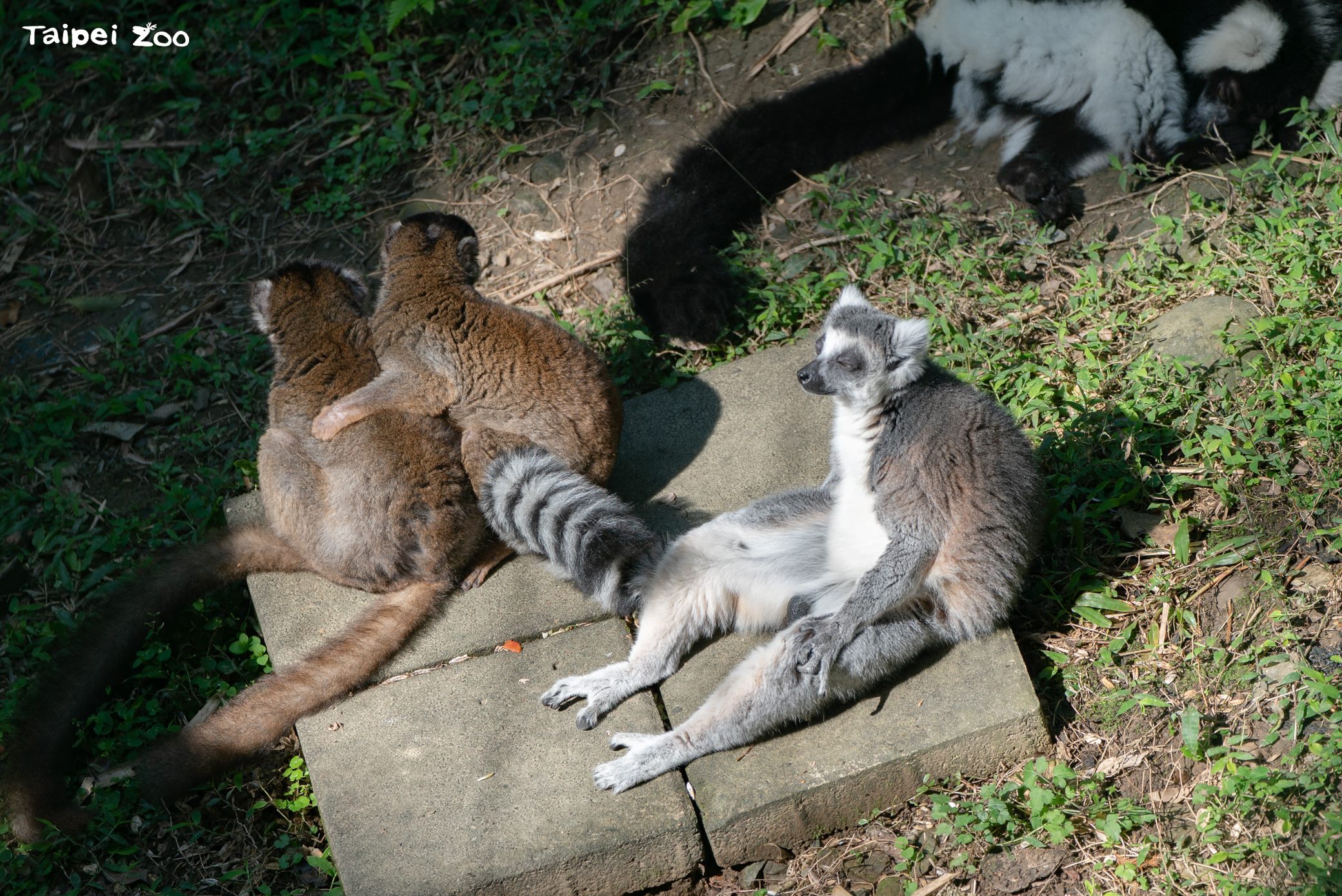 圖片來源：臺北市政府
