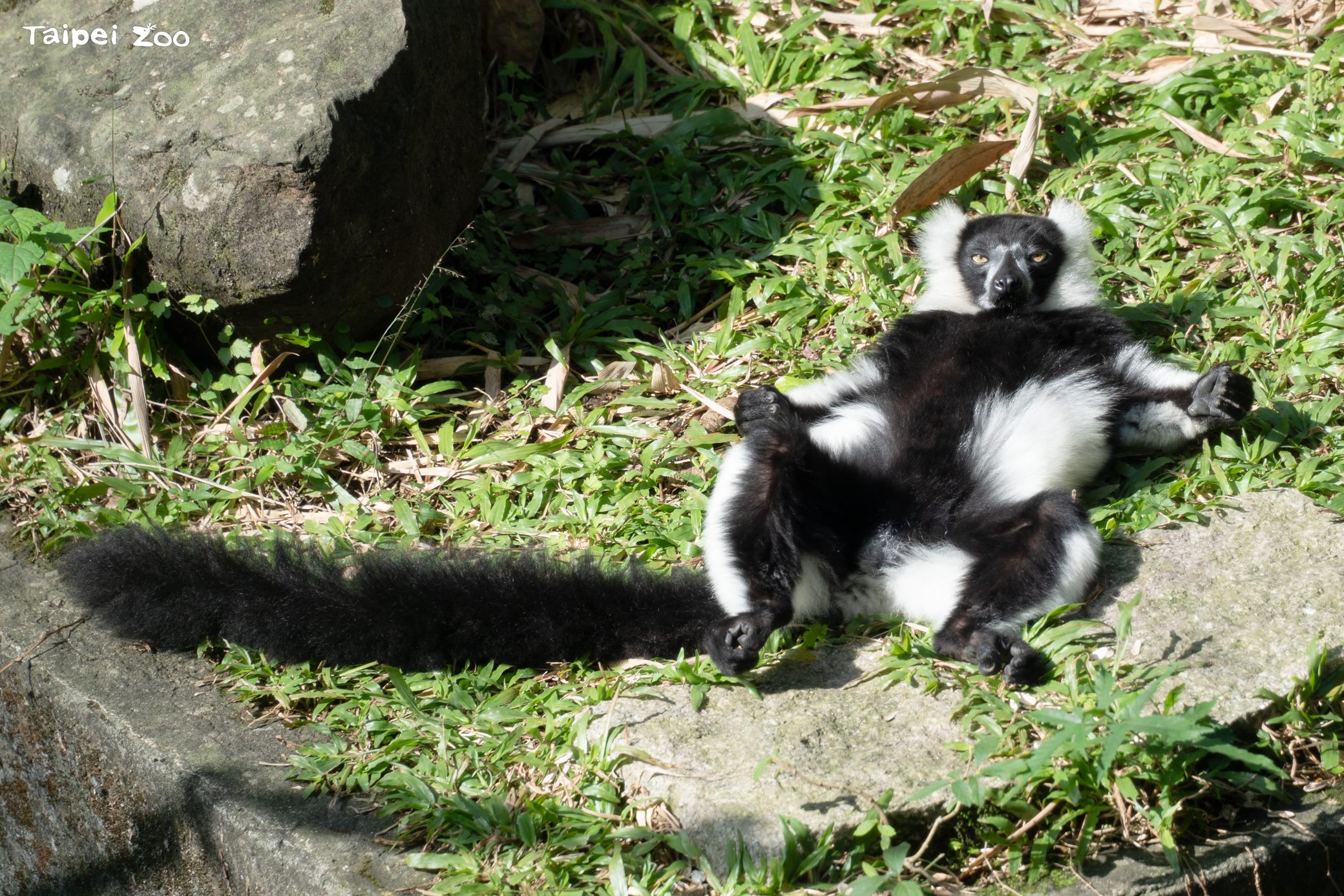 圖片來源：臺北市政府