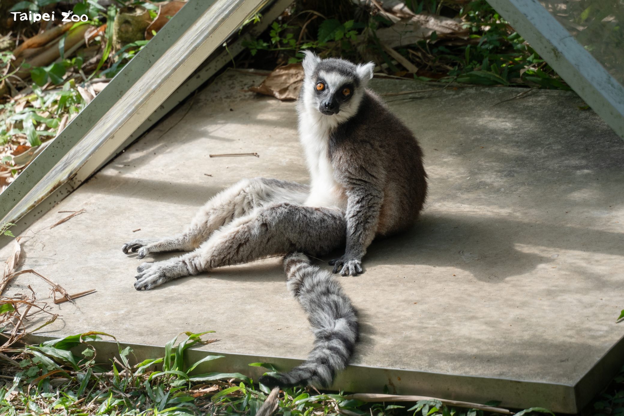圖片來源：臺北市政府