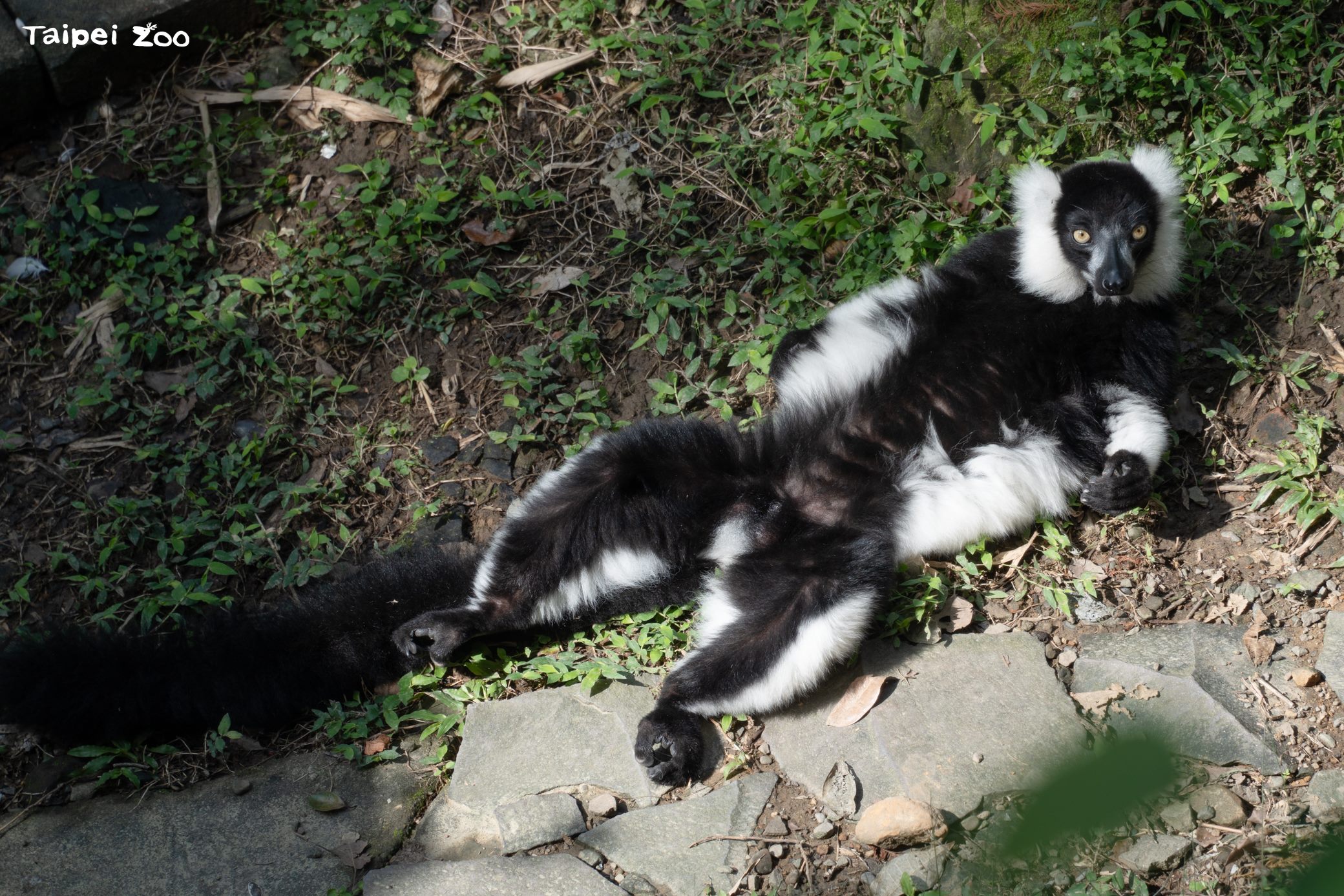 圖片來源：臺北市政府