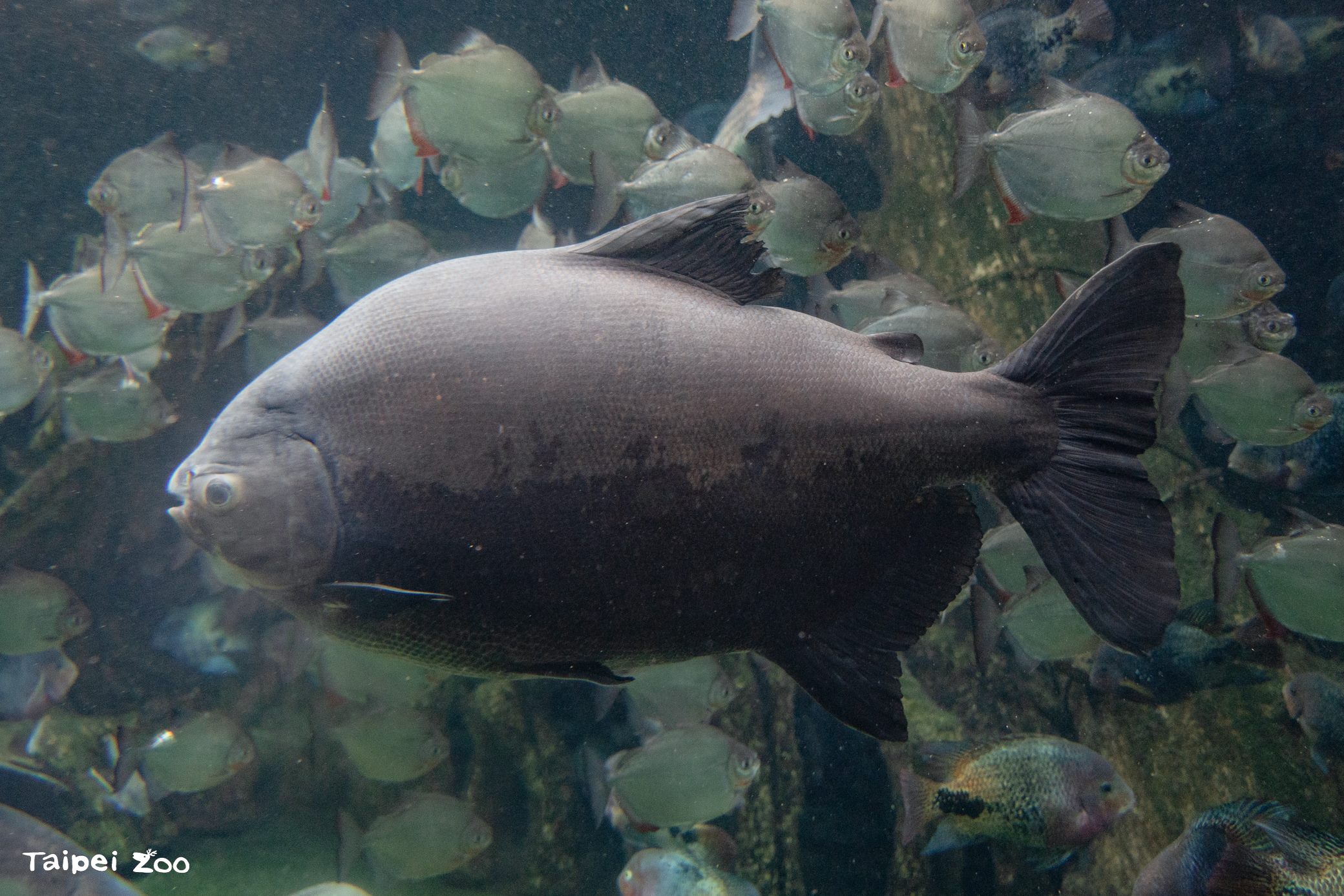 圖片來源：臺北市政府