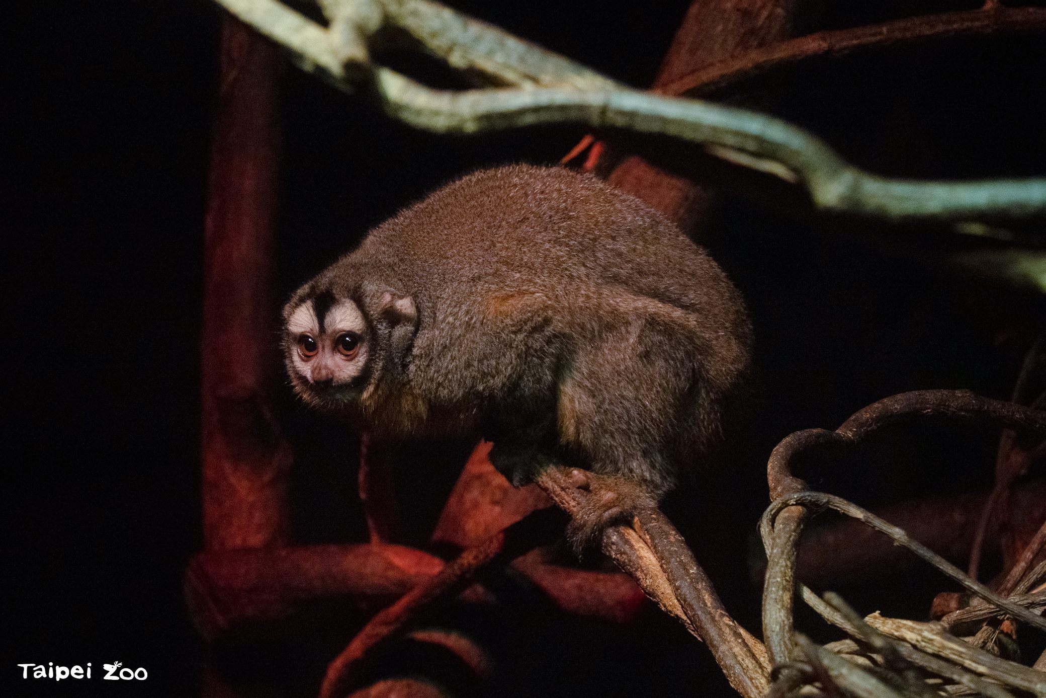 圖片來源：臺北市政府