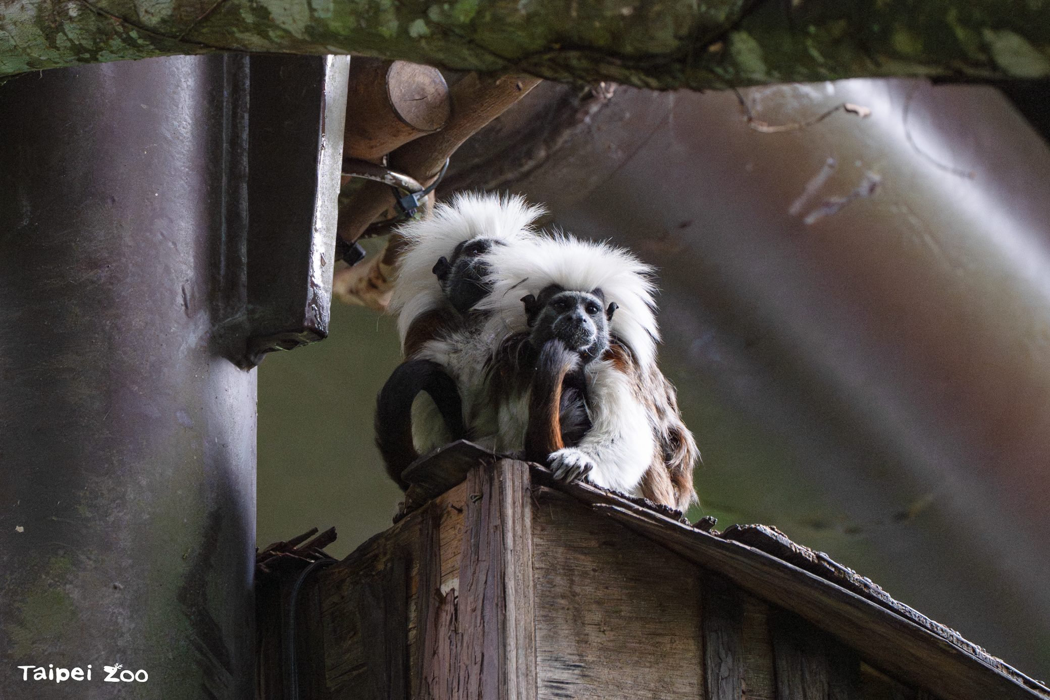 圖片來源：臺北市政府